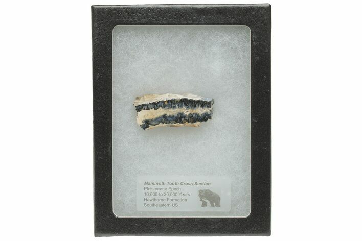 Mammoth Molar Slice with Case - South Carolina #217867